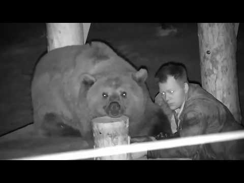 Видео: Даже взрослый медведь может быть очень нежным.