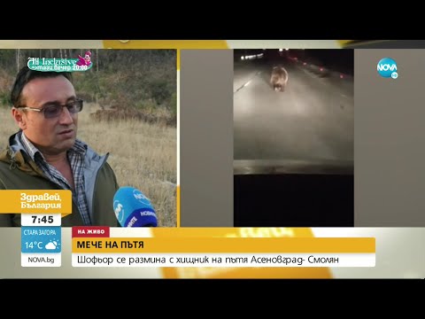 Видео: Как да реагираме, ако случайно срещнем мечка - Здравей, България (17.09.2021)