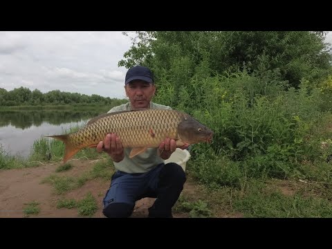 Видео: Ловля сазана на реке Меша. Рыбалка в Татарстане.