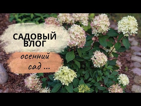 Видео: Осенний сад, розы и грибы на участке, японский уголок #обзорсада #осеннийсад