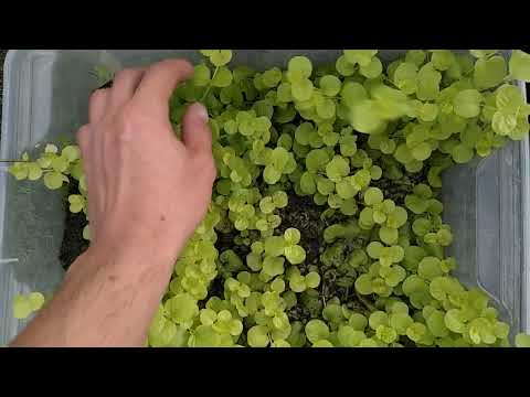 Видео: Аквариумные растения в теплице, все разрослось!