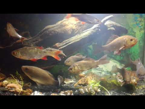 Видео: Аквариум с карасями, раками и краснопёрками. Часть 4