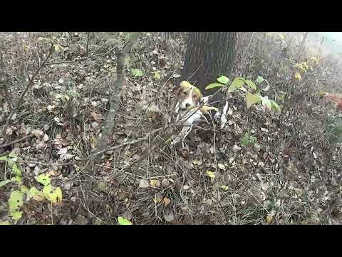 Видео: первый подъем зайца эстонская гончая