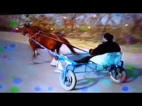 Видео: Пуни сиванки