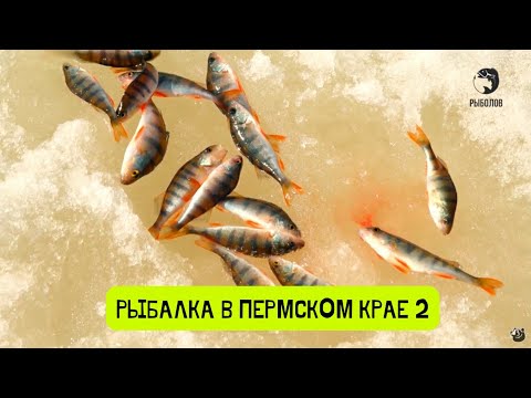 Видео: Щука за окунем, окунь за блесной. Рыбалка в Пермском крае-4