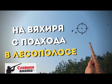 Видео: Охота на ВЯХИРЯ с подхода 2019\\Славная Охота на Кубани