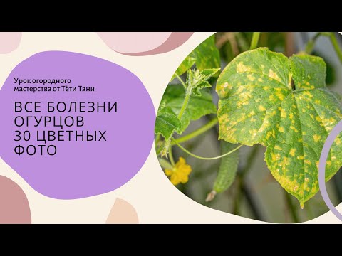 Видео: 754. Все болезни огурцов. 30 цветных фото.
