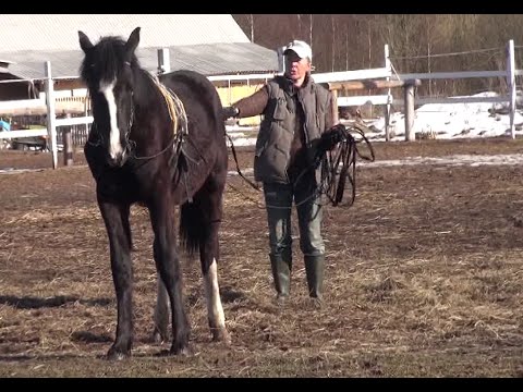 Видео: Первое занятие с жеребёнком на вожжах