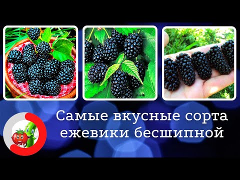 Видео: Лучшие сорта ежевики бесшипной. Самая крупная ягода с изысканным вкусом.