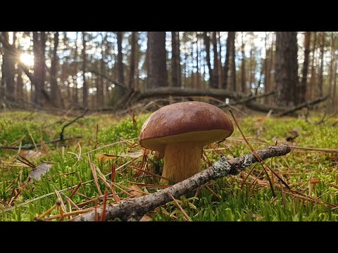 Видео: Польские грибы в сосновом бору ! Грибы 2019 !