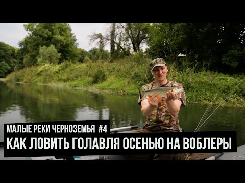 Видео: Как ловить голавля осенью на воблеры / Малые реки Черноземья. Сезон 4. Выпуск 1