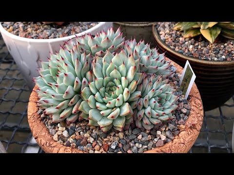 Видео: Размножение суккулентов черенками - быстро и надёжно