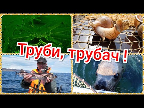 Видео: Морская рыбалка на Камчатке - труби, трубач !