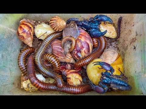 Видео: Невероятные моменты охоты на насекомых рядом с моим домом! 😳 Многоножки, улитки, черви, красная м...