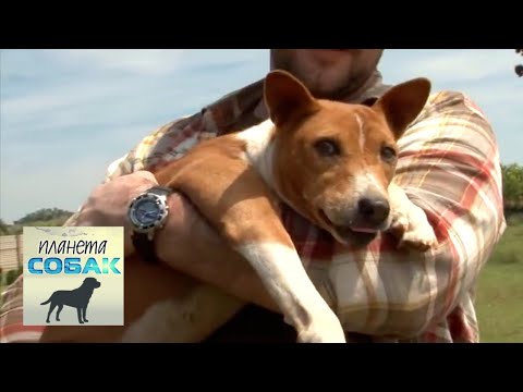 Видео: Басенджи. Планета собак 🌏 Моя Планета