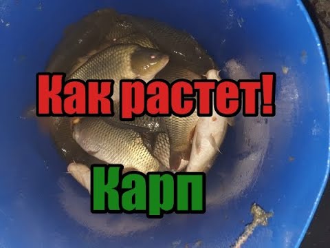 Видео: На сколько вырос карп и белый амур за месяц! Сколько съели кормов! Что делать дальше!