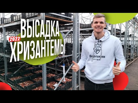 Видео: Высадка Хризантемы 2022