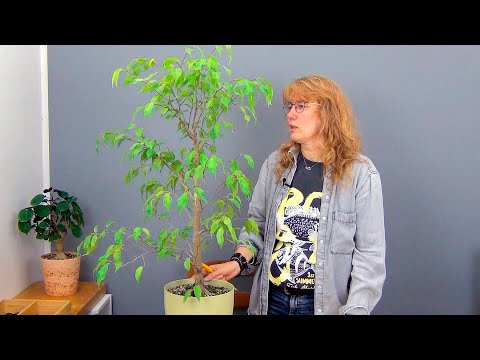 Видео: Выращиваем высокий фикус Бенджамина (ч.7).