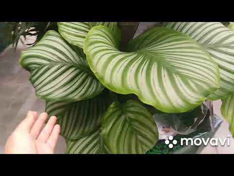 Видео: Комнатные цветы. Прогулка по цветочным отделам в Ашане ,Леруа Мерлен. Обалденные калатеи !!