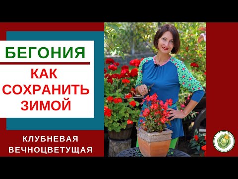 Видео: Как подготовить бегонию к зимовке и сохранить до весны //вечноцветущая, клубневая и гибридная