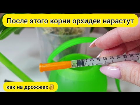 Видео: Полить орхидею ДЛЯ РОСТА КОРНЕЙ орхидеи // НАРАСТИТЬ КОРНИ орхидеи и ВОССТАНОВИТЬ ТУРГОР орхидеи
