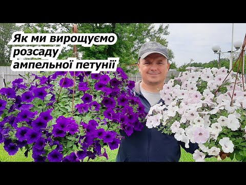 Видео: Формуємо розсаду ампельної петунії - прищипування та підживлення.