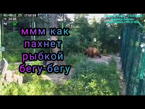 Видео: Мансур спешит на рыбку 😋🐻Mansur is in a hurry to get some fish. _ 02.08.25г
