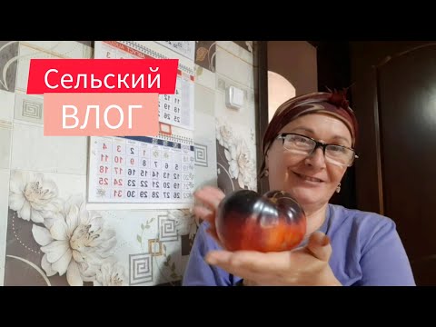 Видео: Копаем картошку. Собрали чеснок. Красивые помидоры. Сельский влог.