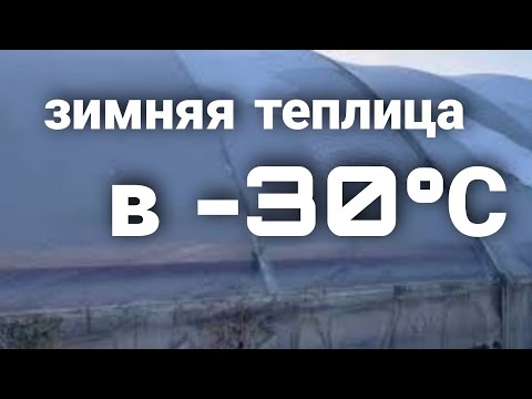 Видео: Теплица с тюльпанами в морозную ночь,в -30°С