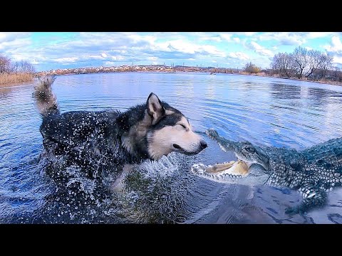 Видео: СОБАКА НЫРНУЛА В БОЛОТО