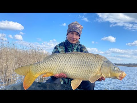 Видео: РЫБАЛКА НА САЗАНА ВЕСНОЙ, ЛОВЛЯ РЫБЫ, клёв рыбы, рыболовный день