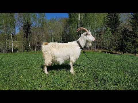 Видео: Коза, первый опыт. Покупка козы и впечатления.