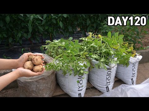 Видео: Как вырастить картошку в полиэтиленовых пакетах🥔