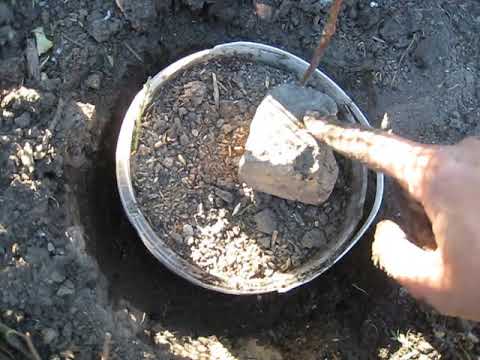 Видео: Кампсис. Правильное размножение до 20 растений за раз осень, весна, лето новейший спосбо размножения