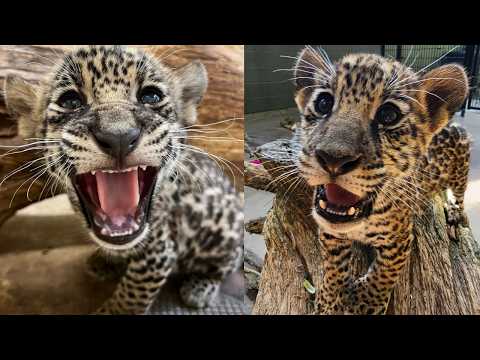 Видео: Чудо, которое длилось 9 лет 🐆❤️ | Детёныш ягуара из Александрийского зоопарка