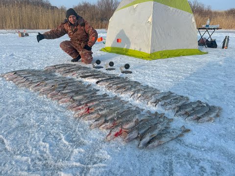 Видео: ПОПАЛИ НА БЕШЕНУЮ РАЗДАЧУ ЩУКИ! Рыбалка 2025! Вот это рыбалка