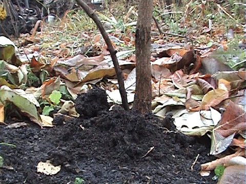Видео: ХУРМА укоренение  отрицательный результат
