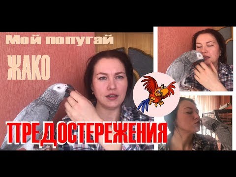 Видео: Осторожно, крупный попугай дома!