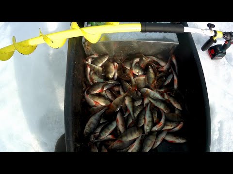 Видео: Что я делаю с мелким окунем!