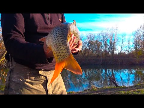 Видео: ЛОВЛЯ САЗАНА В КОРЯЖНИКЕ В ШИКАРНЫХ МЕСТАХ !!!