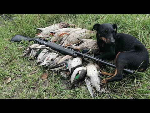 Видео: На этих канавах море дичи. Классическая ОХОТА С ПОДХОДА на утку. Сентябрь 2020