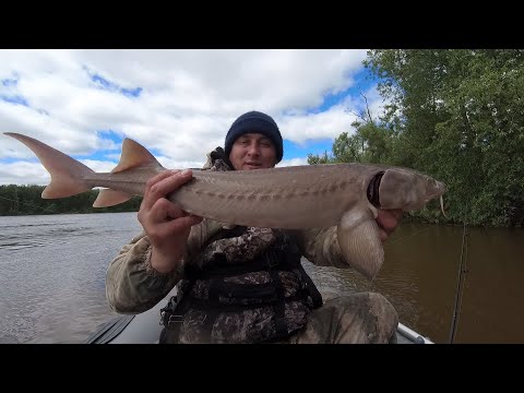 Видео: Осетровые АТАКУЮТ! Рыбалка на донку(закидушку) и перетягу. Осетр, щука, Кастрюк. р.Чулым.