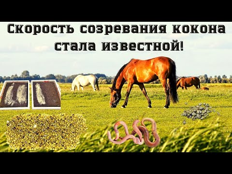 Видео: Про червей, навоз и коконы!