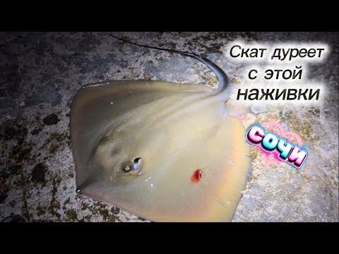 Видео: Ловля ската-кота на Черном море #fishing #сочи #рыбалка #seafishing #скат 