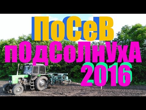 Видео: МТЗ 82.1 с сеялкой СУПН-8 на посеве подсолнечника