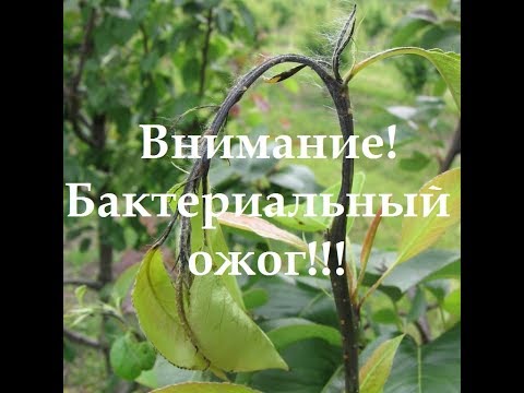 Видео: Бактериальный ожог