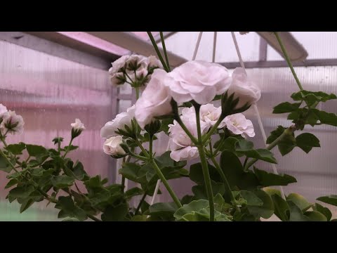 Видео: Обзор пеларгоний в теплице 16 октября 2023 года