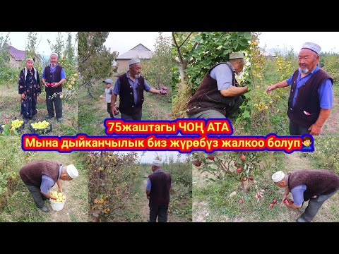 Видео: Алма САТЫЛАТ тел:0772-46-27-49 / Бул чоң атанын жасаган иштерин көрүп биз жаштар уялып иштейли🤦‍♂️