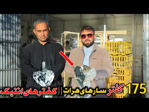 Видео: Антикварные голуби - 175 голубей, Гератские голуби || Почтовый голубь 100 000 тысяч афганцев || П...