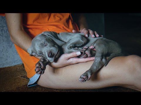 Видео: Мы Завели СОБАКУ! Веймаранер Фелита. Первые Дни Дома.